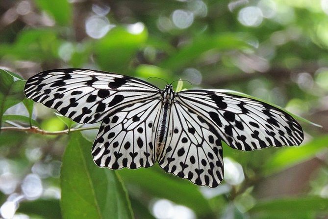 Sinharaja Rain Forest Tours (Full Day) - Key points to know before you book