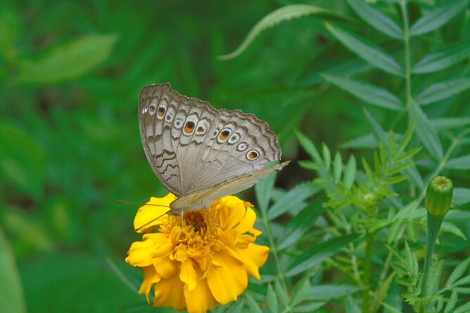 Sinharaja Rain Forest Tours (Full Day) - Why Sinharaja deserves a full day