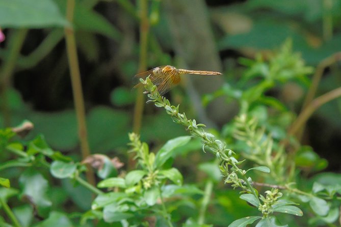 Sinharaja Rain Forest Tours (Full Day) - Wildlife spotting with Achi