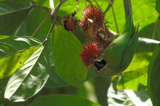 Sinharaja Rain Forest Tours (Full Day) - Lunch, streams, and natural fish therapy