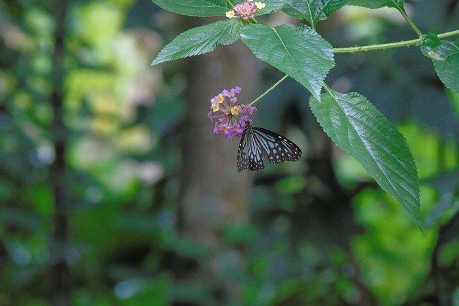 Sinharaja Rain Forest Tours (Full Day) - The leech question