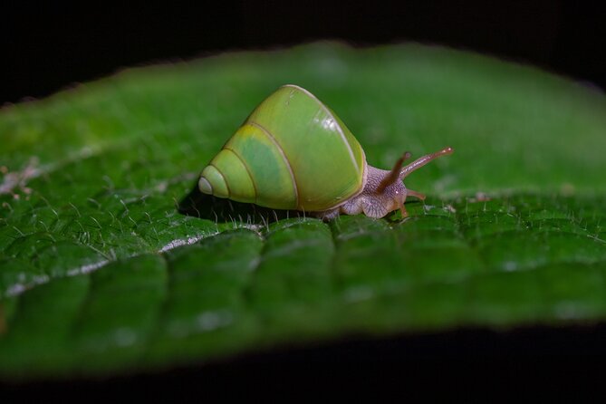 Sinharaja Rainforest Day Tour By Rainforest Expedition - Starting At Mederipitiya Near Deniyaya