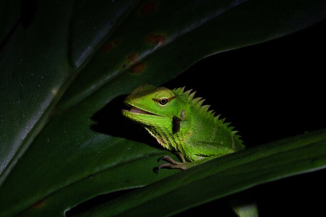 Sinharaja Rainforest Day Tour By Rainforest Expedition - Conservation Center And Hanging Bridge