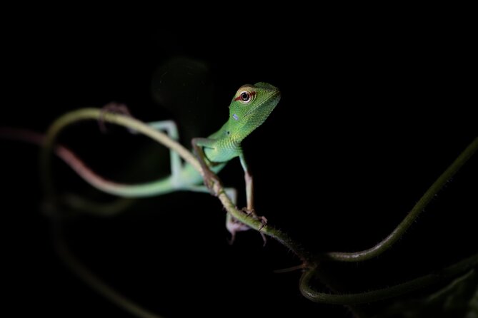 Sinharaja Rainforest Day Tour By Rainforest Expedition - What The $42 Price Really Covers