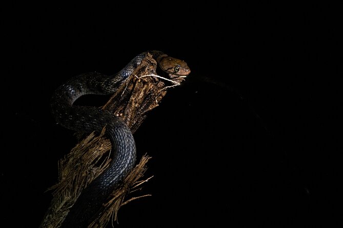Sinharaja Rainforest Day Tour By Rainforest Expedition - Private Touring And The Pace Of The Day