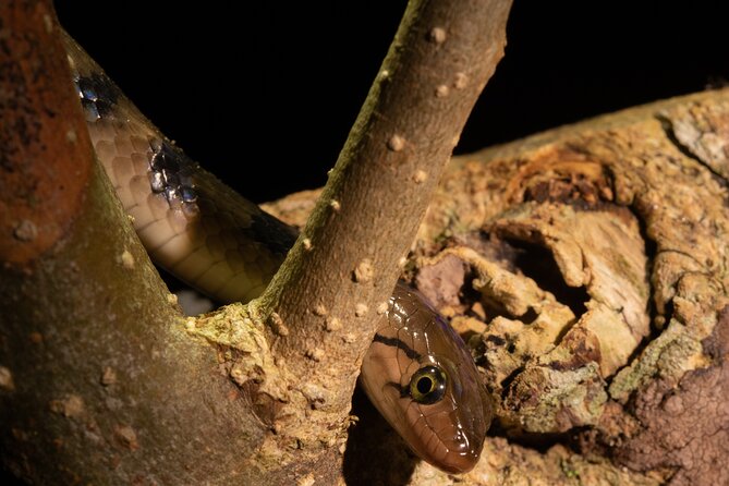 Sinharaja Rainforest Day Tour By Rainforest Expedition - What To Bring For A Better Forest Day