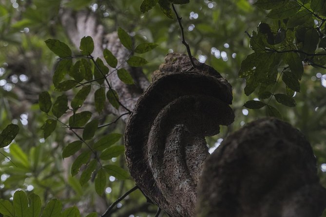 Sinharaja' rainforest - Discovery Tour (half day) - Leeches, rain, and the right clothing