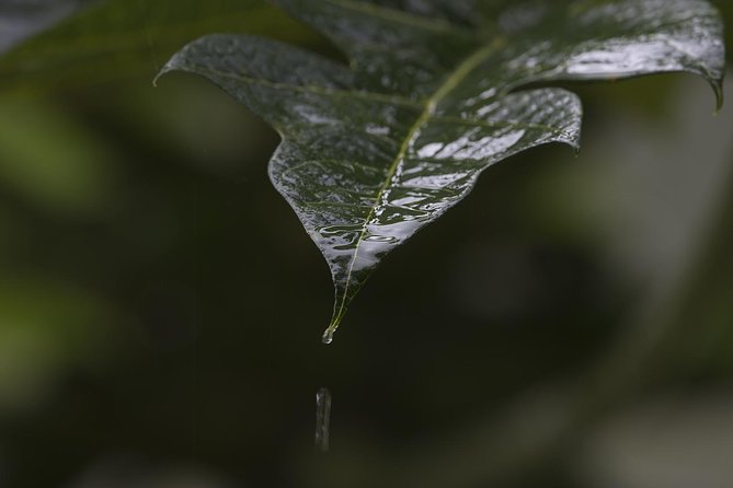 Sinharaja' rainforest - Discovery Tour (half day) - A swim and a possible tea plantation visit