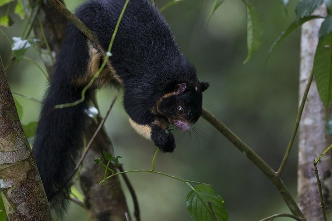 Sinharaja' rainforest - Discovery Tour (half day) - Private touring makes a difference