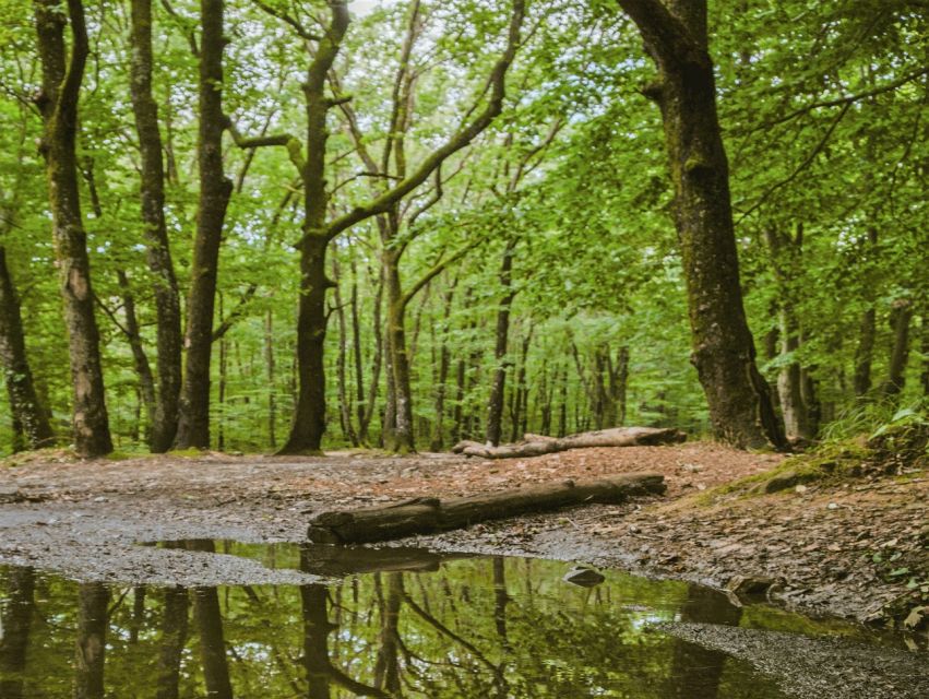 Sinharaja Rainforest Private & Customize Tour - Five hours among trees, streams, and wildlife
