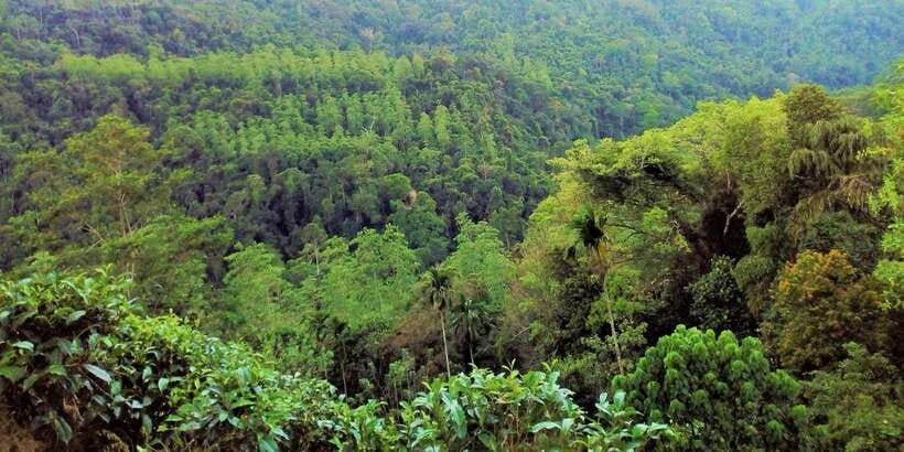 Sinharaja Rainforest Private & Customize Tour - Practical advice for making the day better