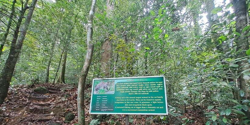 Sinharaja Rainforest Tour - Practical advice for making the day better