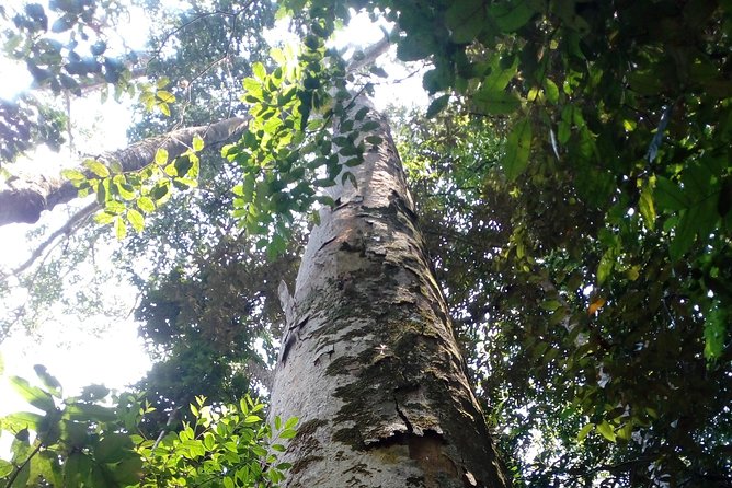 Sinharaja Rainforest Tour - Wildlife spotting without a fixed group pace
