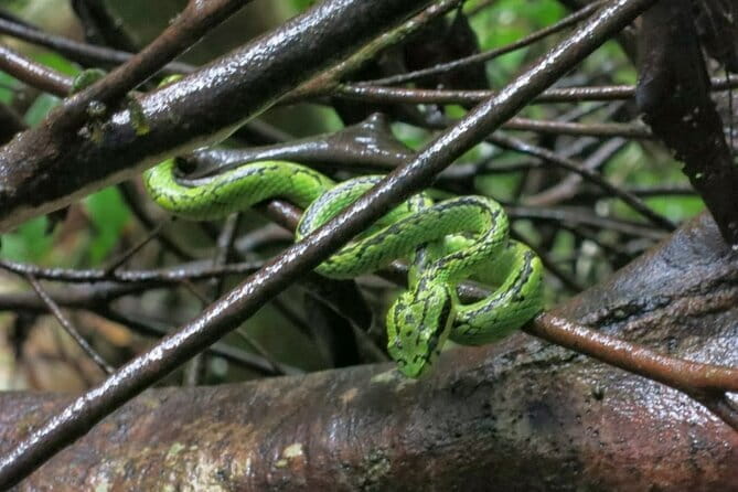 Sinharaja Rainforest Trip - Three hours among trees, birds, and smaller creatures