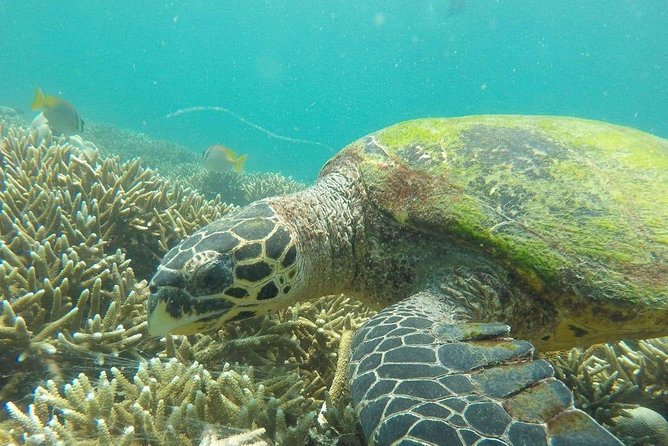 Snorkeling at Pigeon Island - Reaching Pigeon Island by Boat