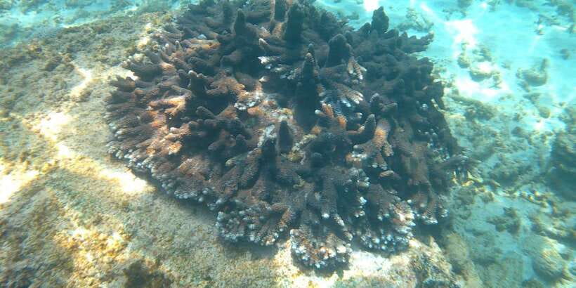 Snorkeling Trip from Polhena Beach, Matara, Sri Lanka - One and a half hours in the water