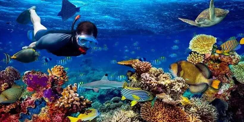 Snorkeling Trip from Polhena Beach, Matara, Sri Lanka - Who will get the most from this outing