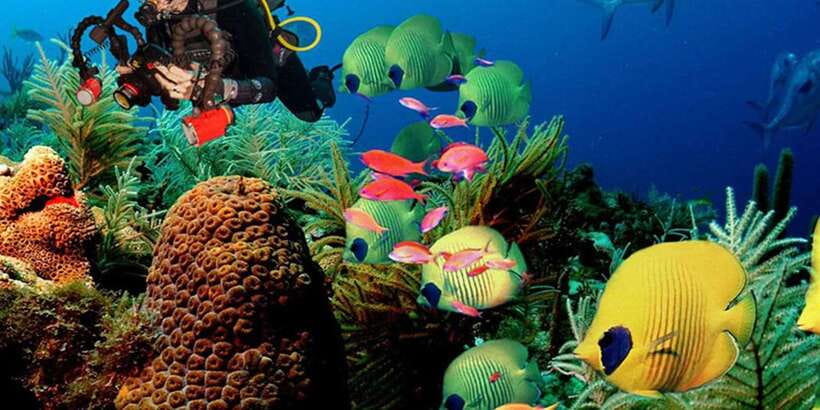 Snorkeling Trip from Polhena Beach, Matara, Sri Lanka - Meeting at WGW4+P8R and Kamburugamuwa
