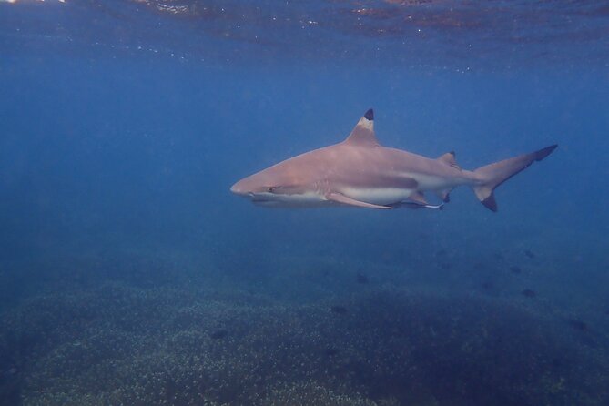 Snorkeling Trip to Pigeon Island - Who will get the most from this outing