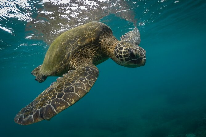 Snorkeling with Sea Turtles in Mirissa (Pickup and Drop included) - Key points to know before booking