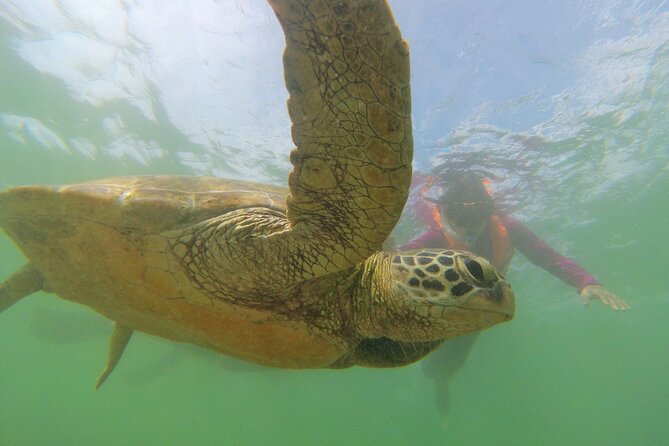Snorkeling with Sea Turtles in Mirissa (Pickup and Drop included) - Reaching Mirissa’s turtle waters early