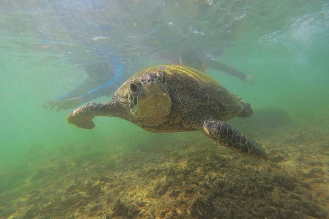 Snorkeling with Sea Turtles in Mirissa (Pickup and Drop included) - What the $45 package includes