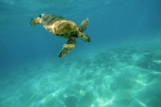 Snorkeling with Sea Turtles in Mirissa (Pickup and Drop included) - Snorkeling with turtles while keeping your distance