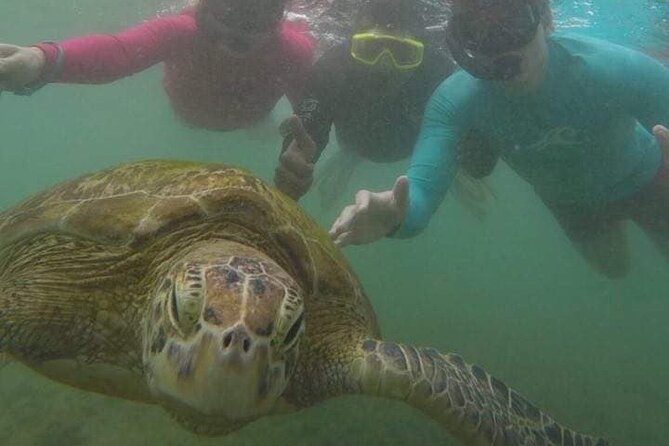 Snorkeling with Sea Turtles in Mirissa (Pickup and Drop included) - The colorful fish and reef life beyond the turtles