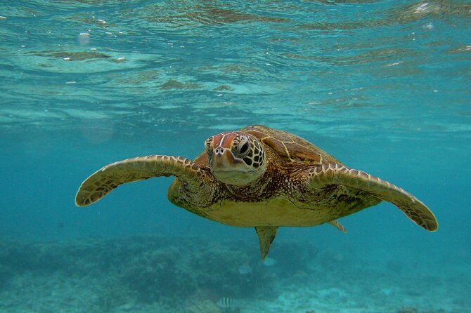 Snorkeling with Sea Turtles in Mirissa (Pickup and Drop included) - Finding the reef areas between Mirissa’s beaches