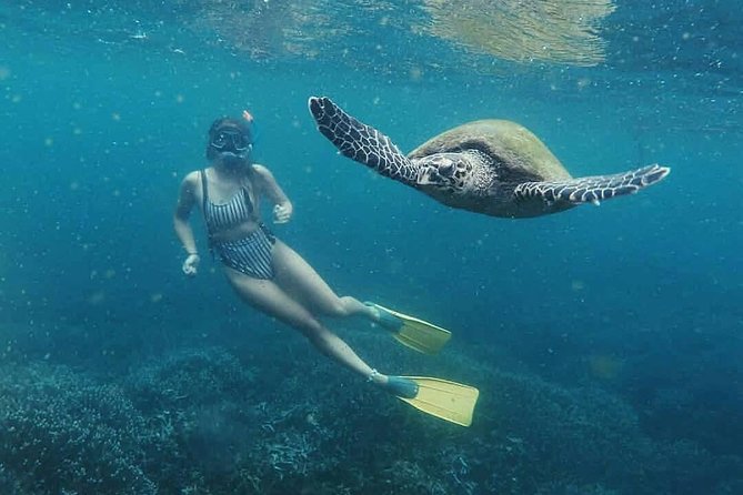 Snorkeling with Turtles in Mirissa - Swimming with turtles over Mirissa’s reef