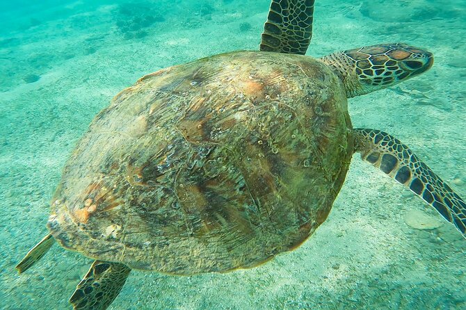 Snorkeling with Turtles in Mirissa - Help for nervous and less confident swimmers