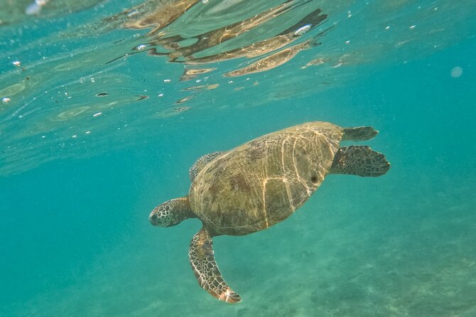 Snorkeling with Turtles in Mirissa - What the water conditions really mean