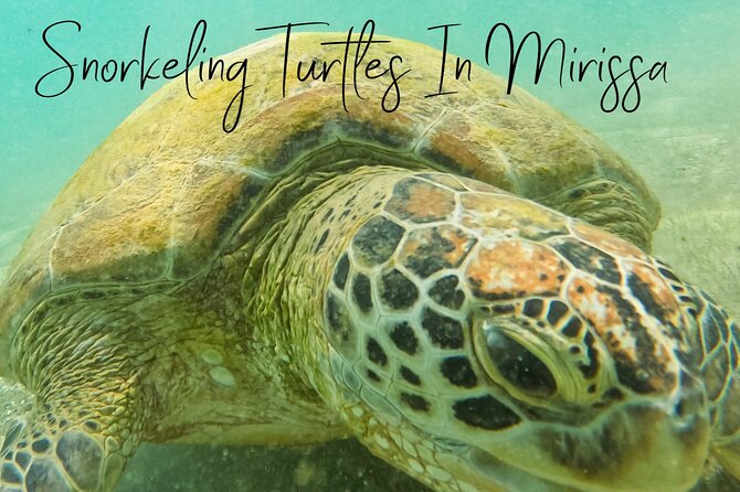 Snorkeling with Turtles in Mirissa - Is $25 a fair price?