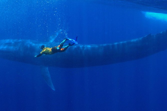 Snorkeling with Whales in Mirissa - Key points to know before booking