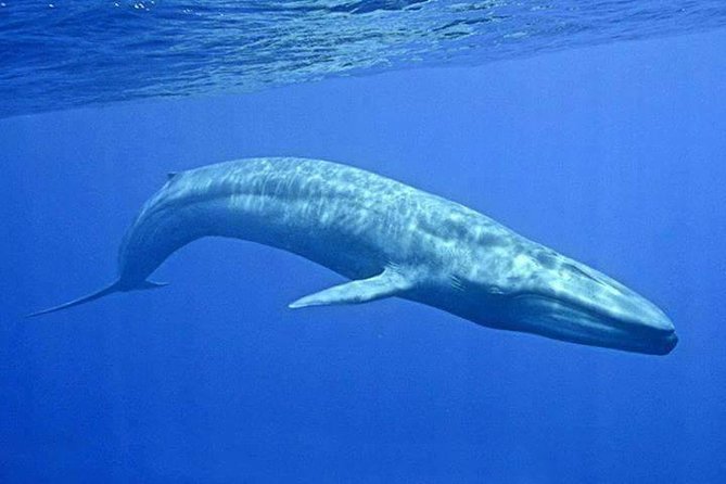 Snorkeling with Whales in Mirissa - What happens at Mirissa Beach