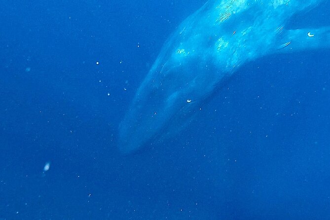 Snorkeling with Whales in Mirissa - What makes the 10-person limit valuable