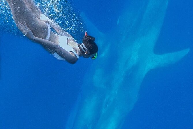 Snorkeling with Whales in Mirissa - Price and the question of value