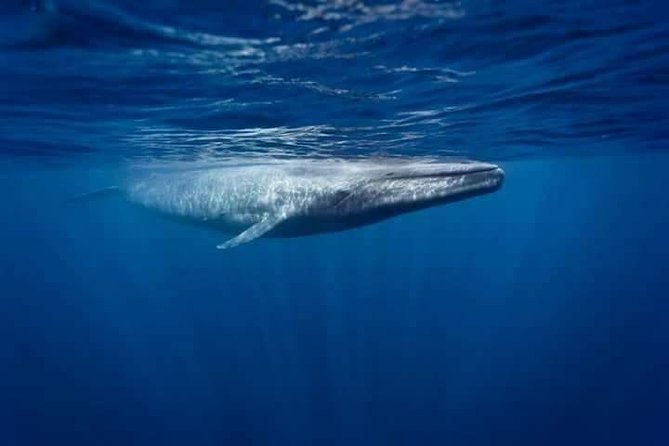 Snorkeling with Whales in Mirissa - The search across open water