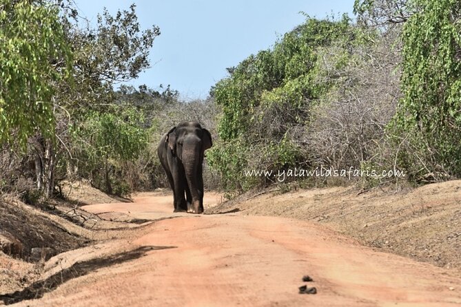 Special Leopard Safari Tour in Yala National Park by Malith & the team - Key points to know before booking