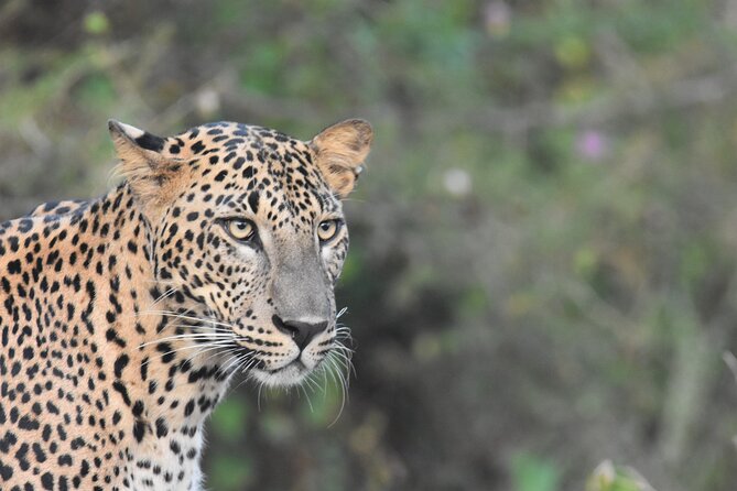 Special Leopard Safari Tour in Yala National Park by Malith & the team - Why the first two hours matter at Yala