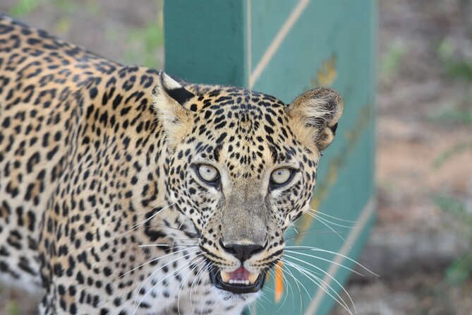 Special Leopard Safari Tour in Yala National Park by Malith & the team - What you may see after the leopard search