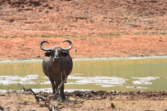 Special Leopard Safari Tour in Yala National Park by Malith & the team - Group size, comfort, and driving style