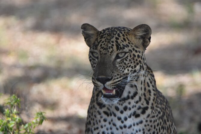 Special Leopard Safari Tour in Yala National Park by Malith & the team - Is $85 good value?