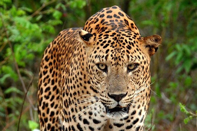 Special Leopard Safari Tour in Yala National Park by Malith & the team - Booking timing and cancellation flexibility