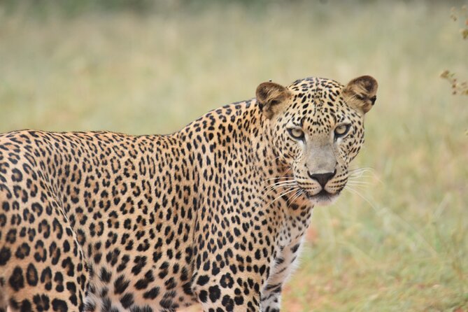 Special Leopard Safari Tour in Yala National Park by Malith & the team - Who should book this safari?