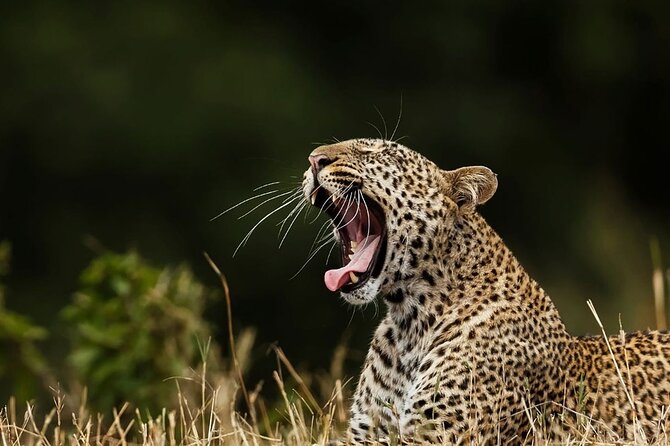 Special leopards safari Yala National park - 04.30 am to 11.30 am - Why the 4:30 am start matters