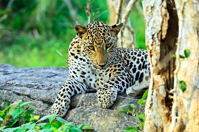 Special leopards safari Yala National park - 04.30 am to 11.30 am - A small jeep makes a real difference