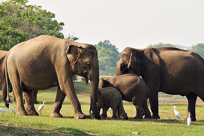Special leopards safari Yala National park - 04.30 am to 11.30 am - What the five-hour park route feels like