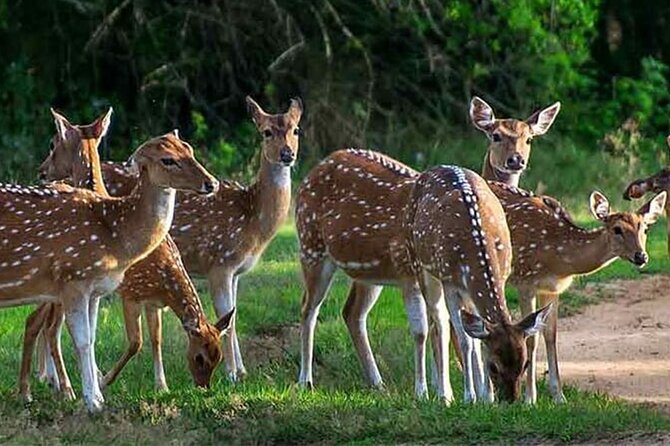Special leopards safari Yala National park - 04.30 am to 11.30 am - Is $36.24 good value?