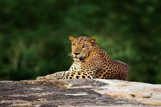 Special leopards safari Yala National park - 04.30 am to 11.30 am - Who should book this Yala safari?